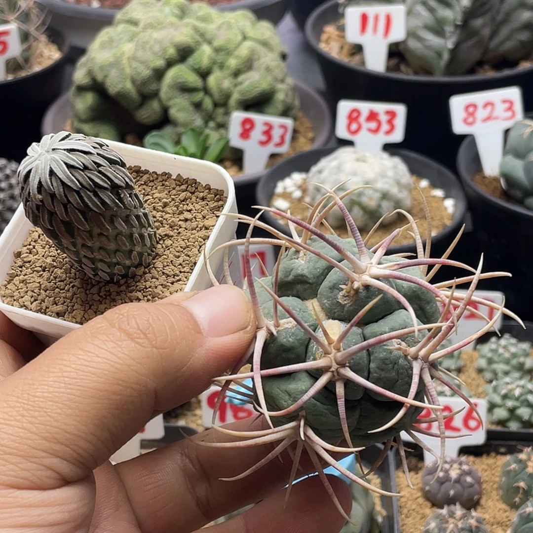 脆***、专拍 粉丝专拍仙人球多肉