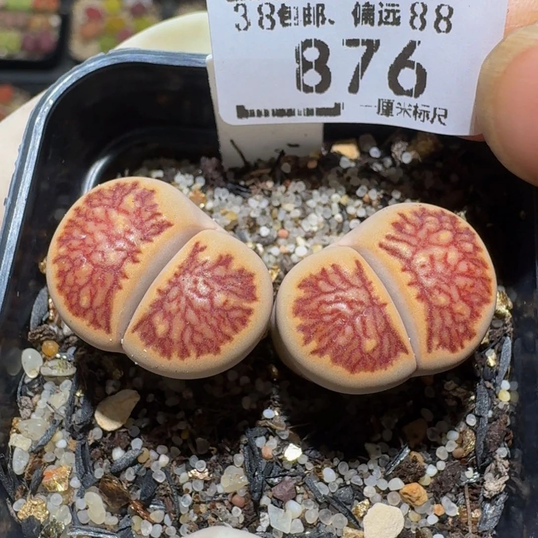 zzzz生石花肉锥876