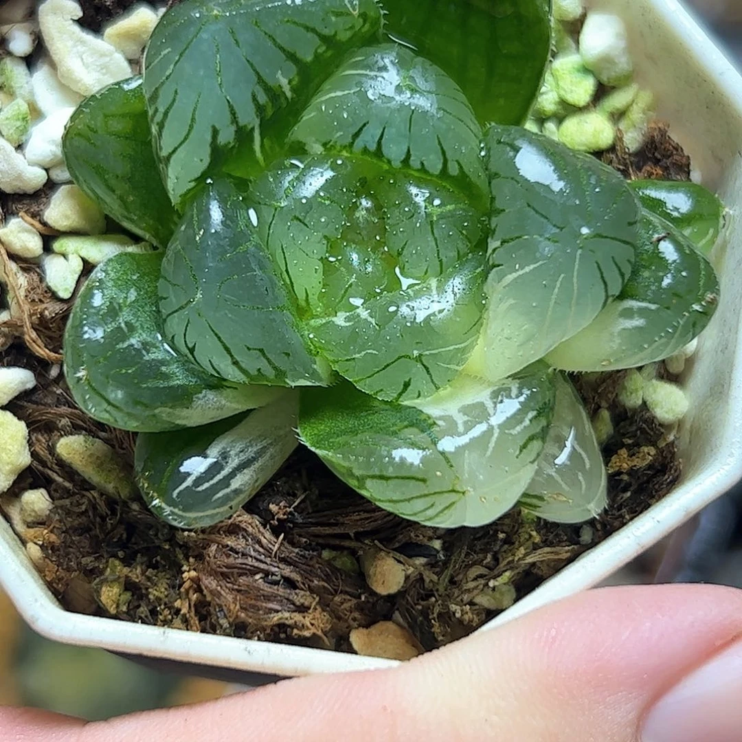 碧玺锦十二卷多肉植物