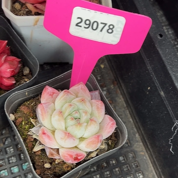 ~***~糖心   29078号