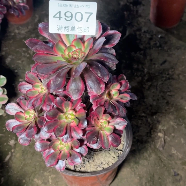 4907香奈的人多肉的