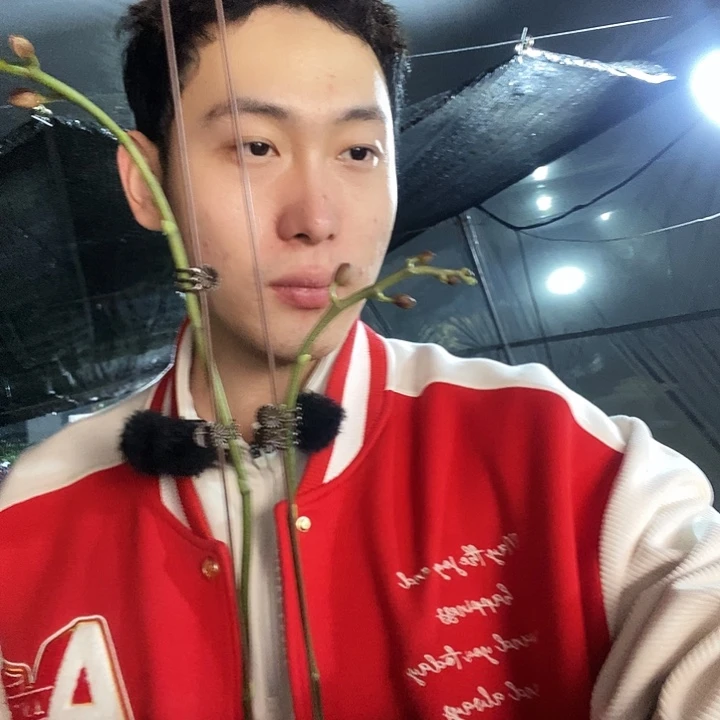 无花朵鲑鱼蝴蝶兰