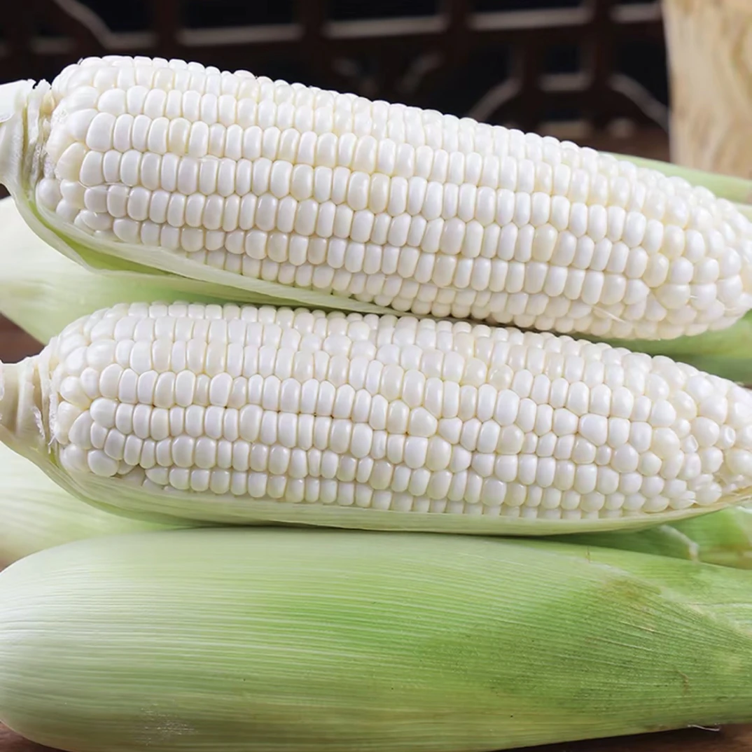 【白甜糯玉米】广西农家白糯玉米香甜粘糯现掰现发新鲜带皮棒子