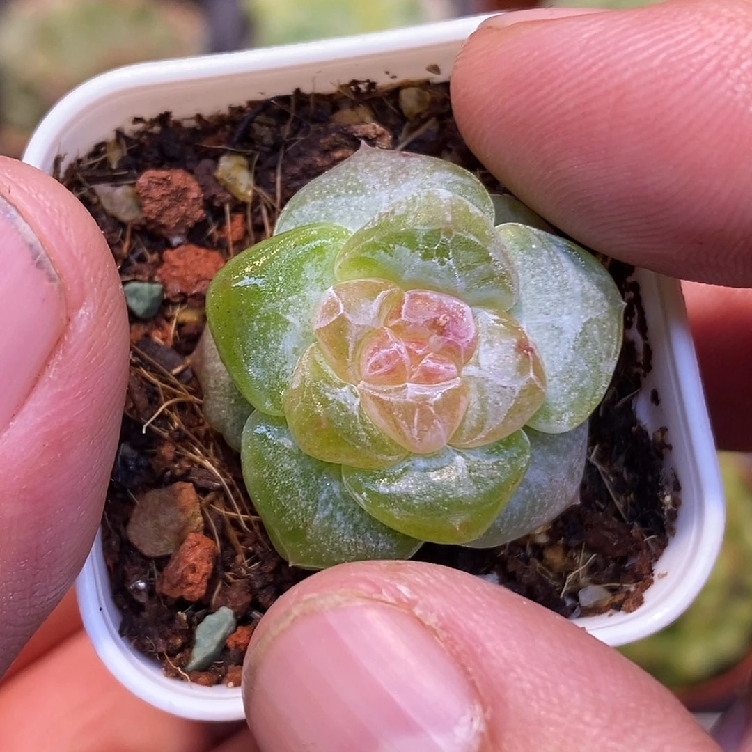 糖心30包邮非偏远