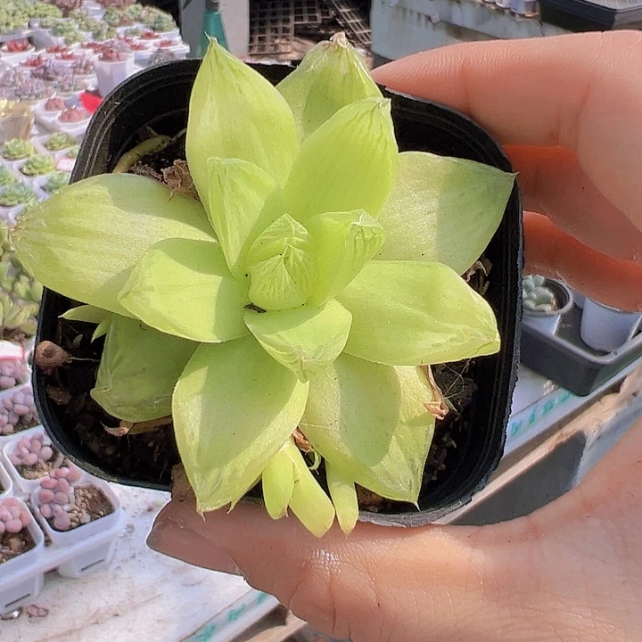 黄金雨露带盆多肉植物