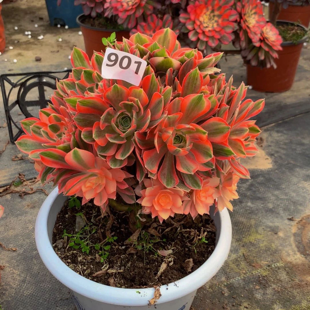 【闪购商品】花****）901女神福利