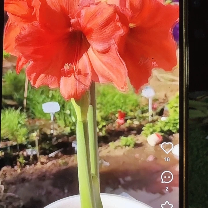 雷诺娜直径7+进口球