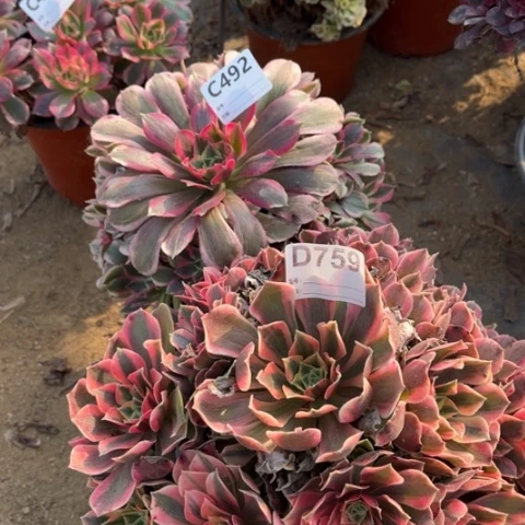 多肉植物女妖男神