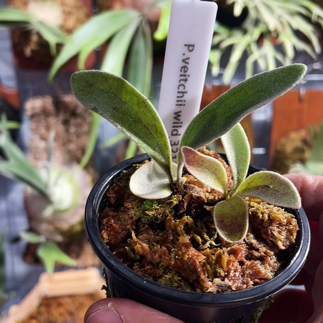 完全开放野银321侧