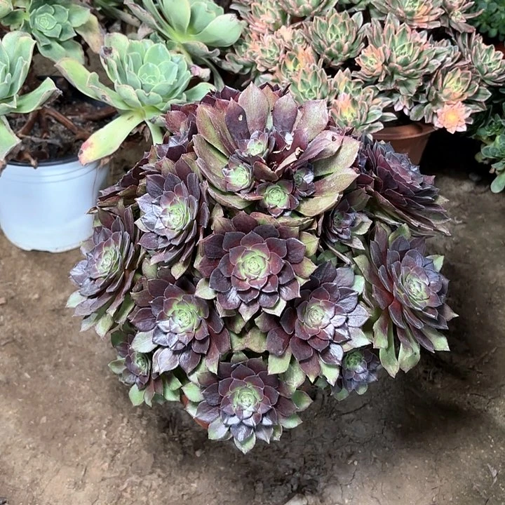 多肉植物桃花石75