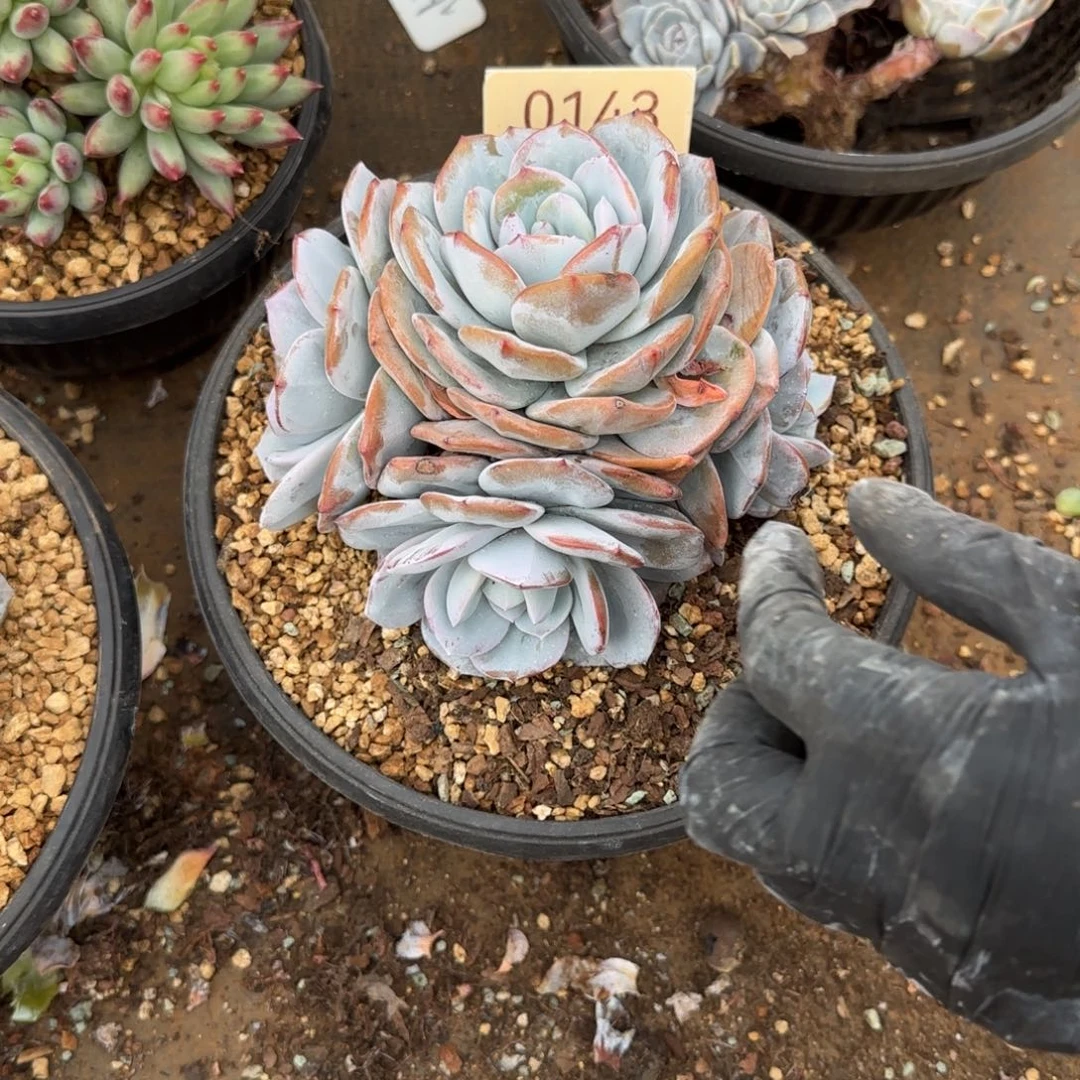 叁***月四头奶茶。  0143号。