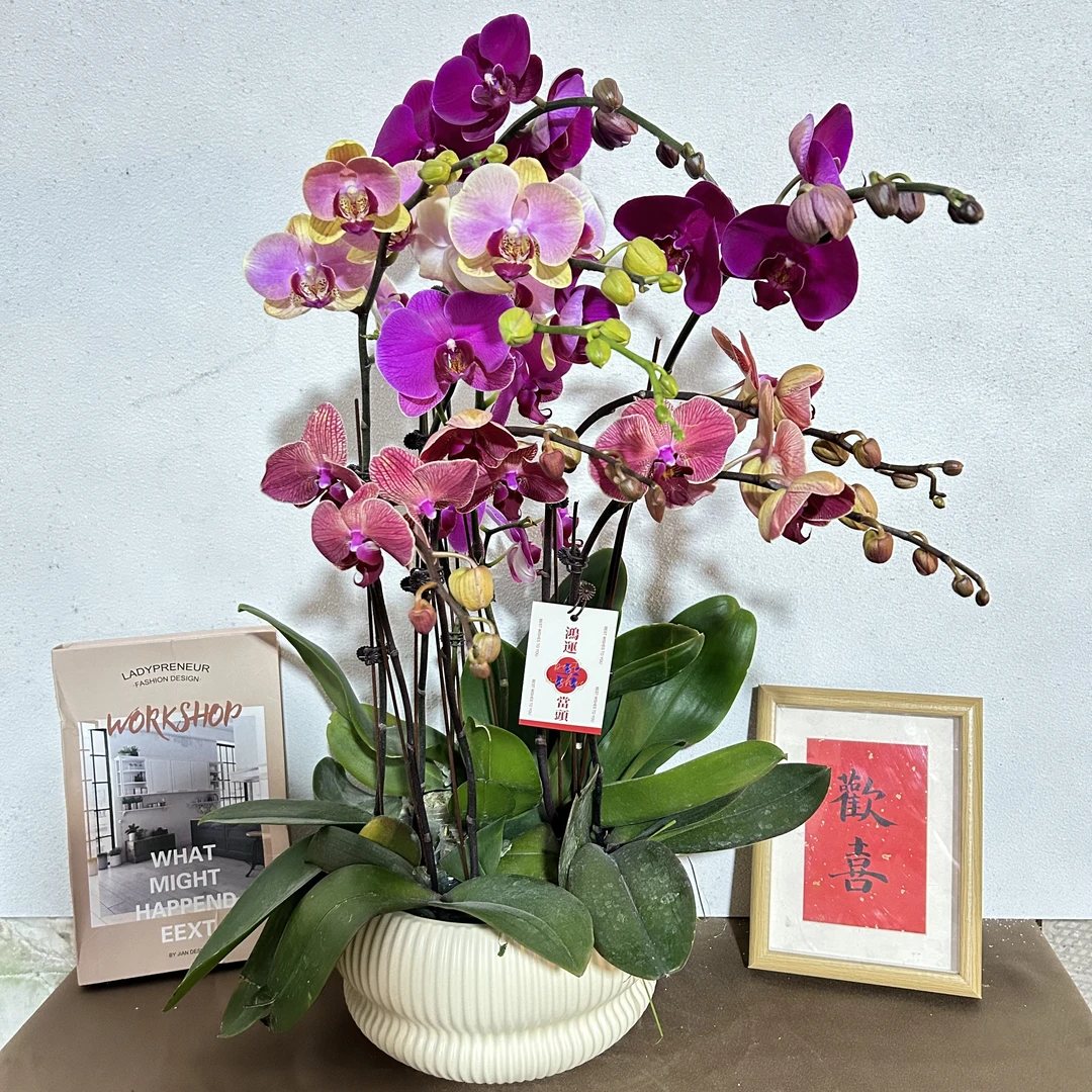 蝴蝶兰《金玉满堂 》优质苗青带花带花苞 源头基地直发