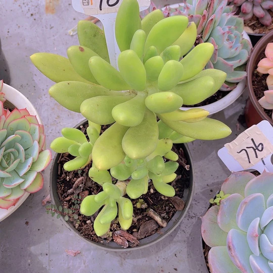 小***竞000000000000000782