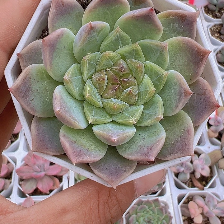 水晶冰心多肉19包邮