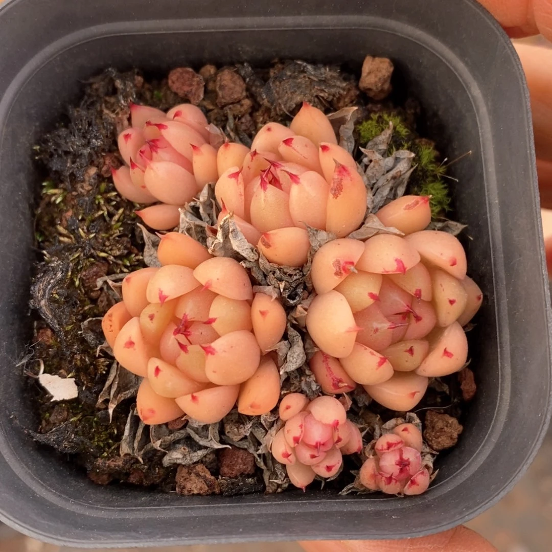 精品多肉一物一拍不包整140