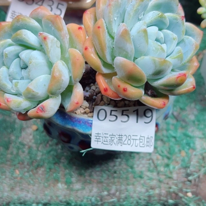幸运的是我没有遇到一幸运