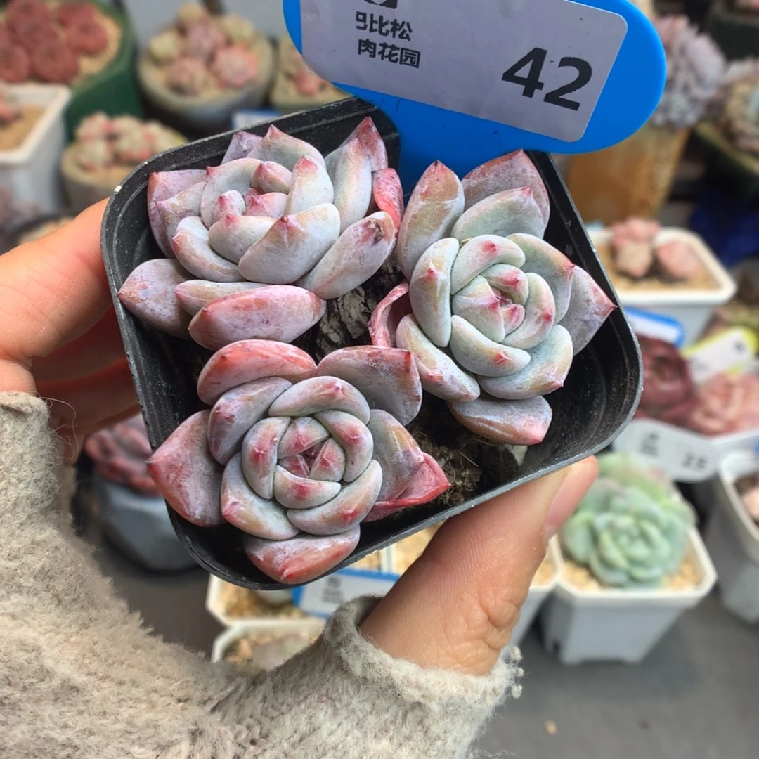 42三头石榴籽星影多肉