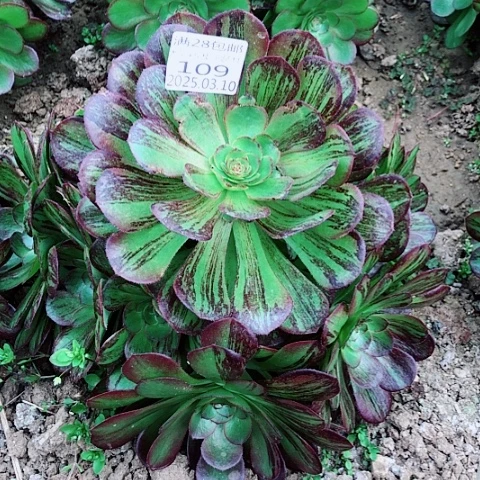 青**墨3.10-109黑玫瑰骑士多肉植物