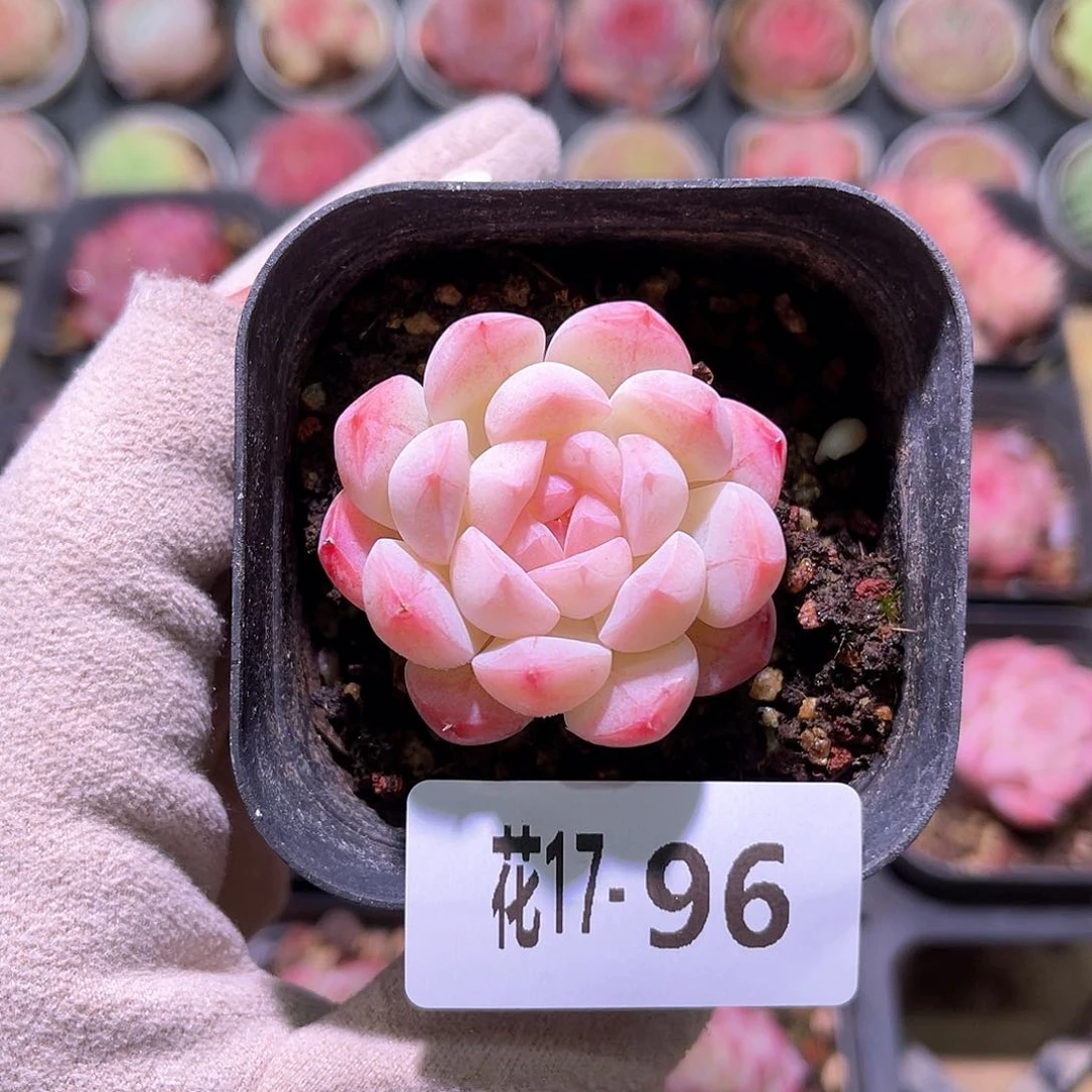 花利美17-96白桃汽水