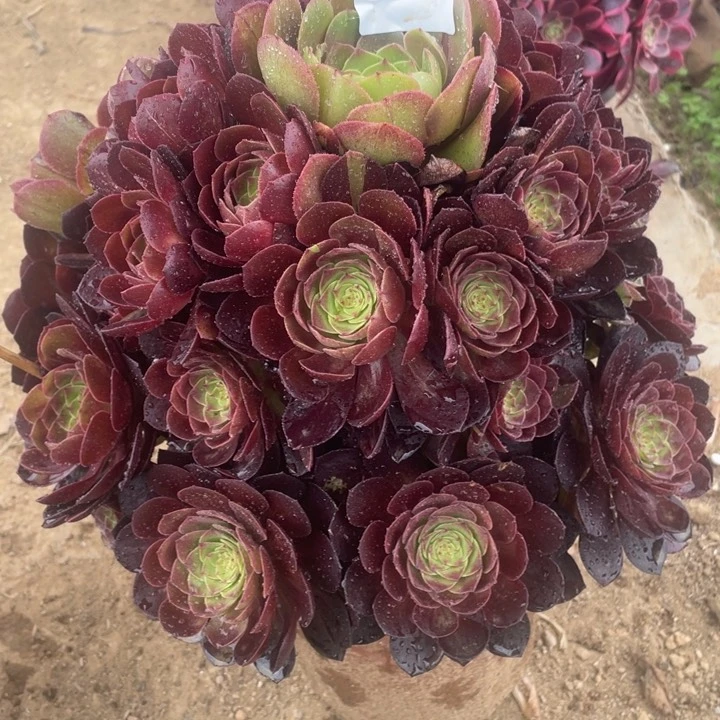 565多肉植物黑寡妇