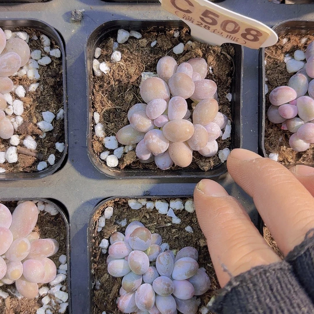 C508日系蛋黄奶一物一拍