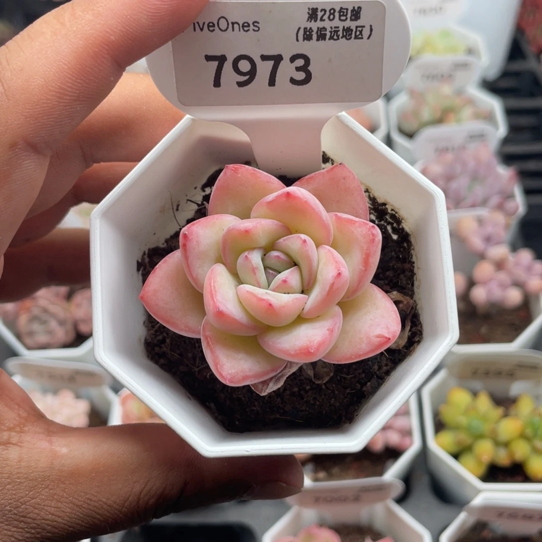 7973奶油泡芙4.0厘米