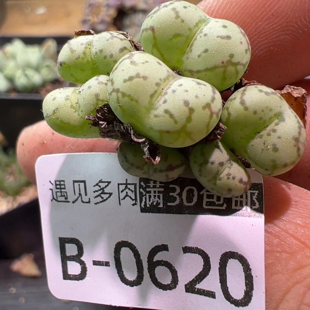 多肉植物1111111111111