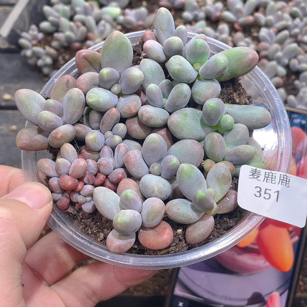 351。糖果美人。