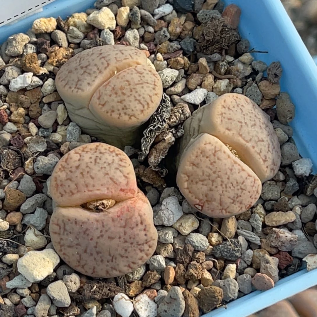 1389三头粉玛瑙玉1