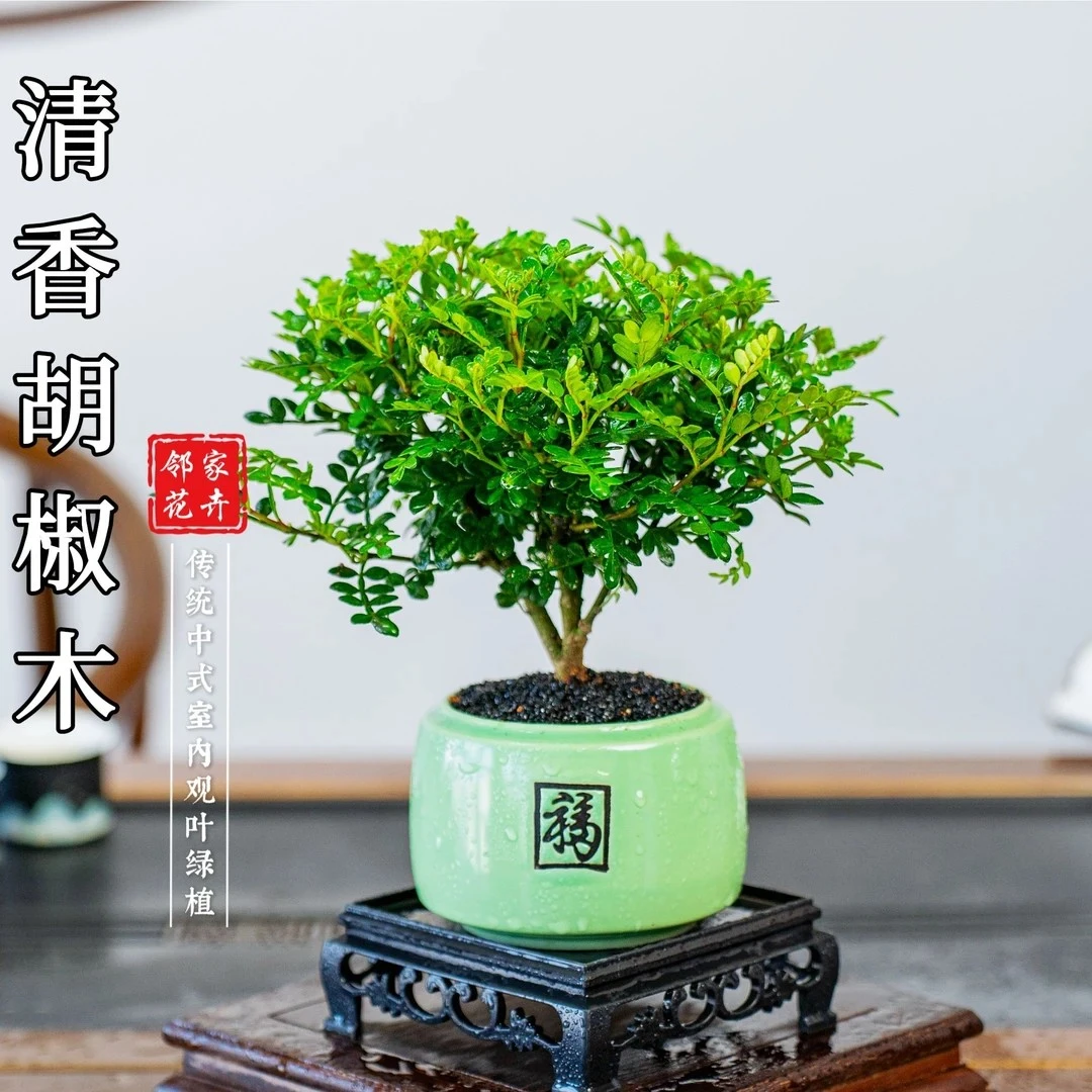 清香胡椒木好养室内植物办公室桌面摆放绿色美观盆栽