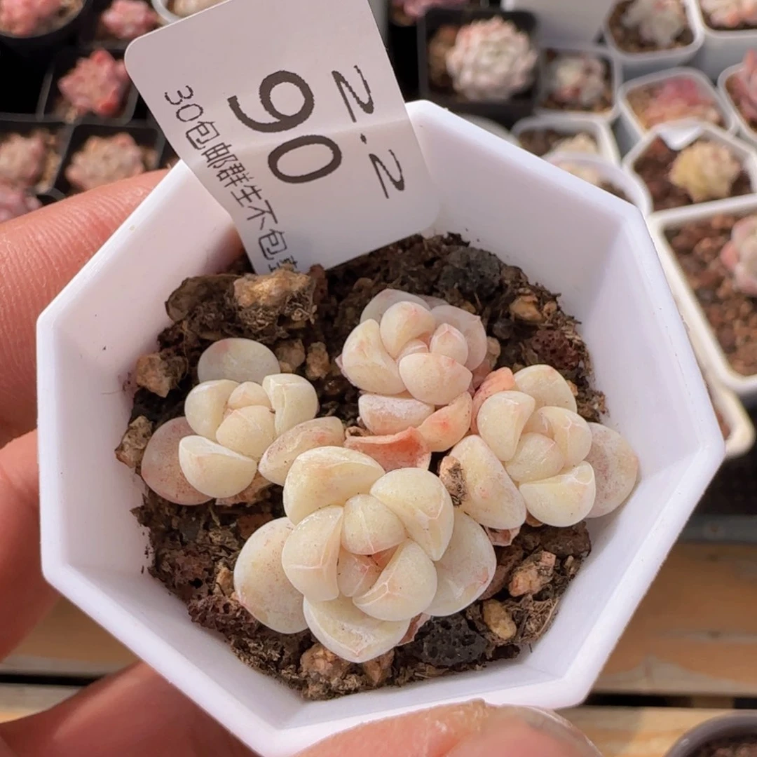 冰玉四头一颗脱土发货