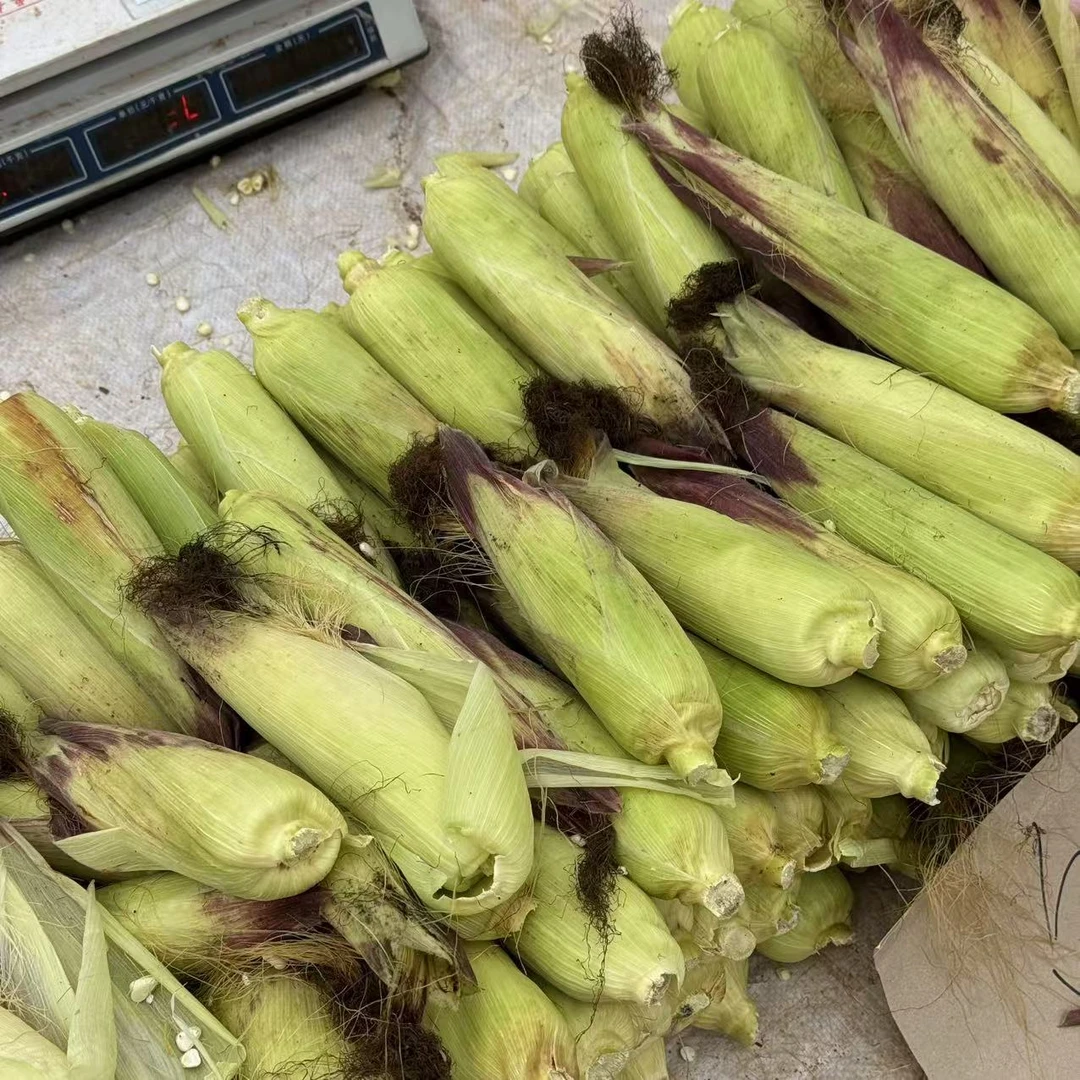 【南宁市同城袋装】农家新鲜甜糯玉米香甜软糯口感醇厚