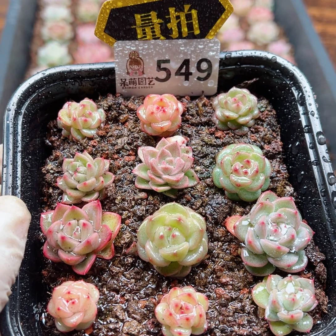 多肉植物多肉植物