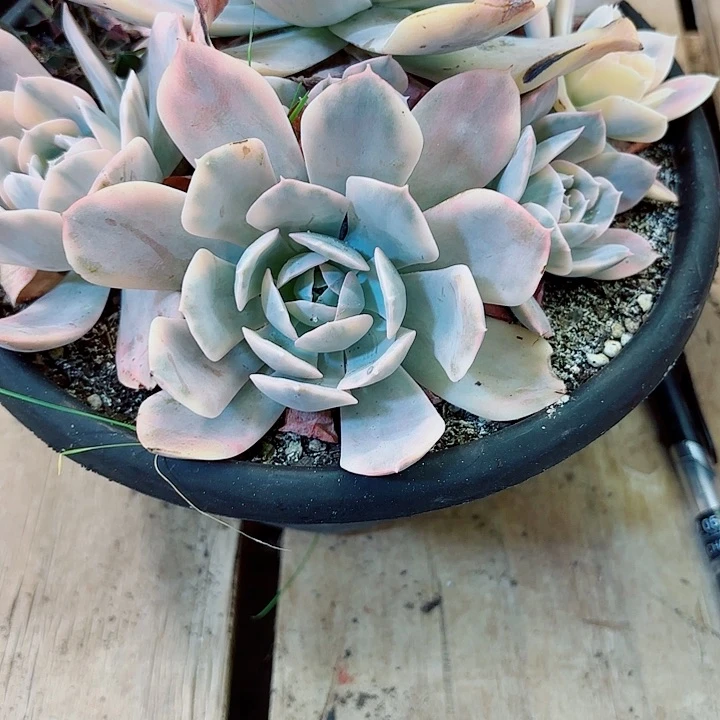 小***王鲁氏锦多肉一物一拍4号