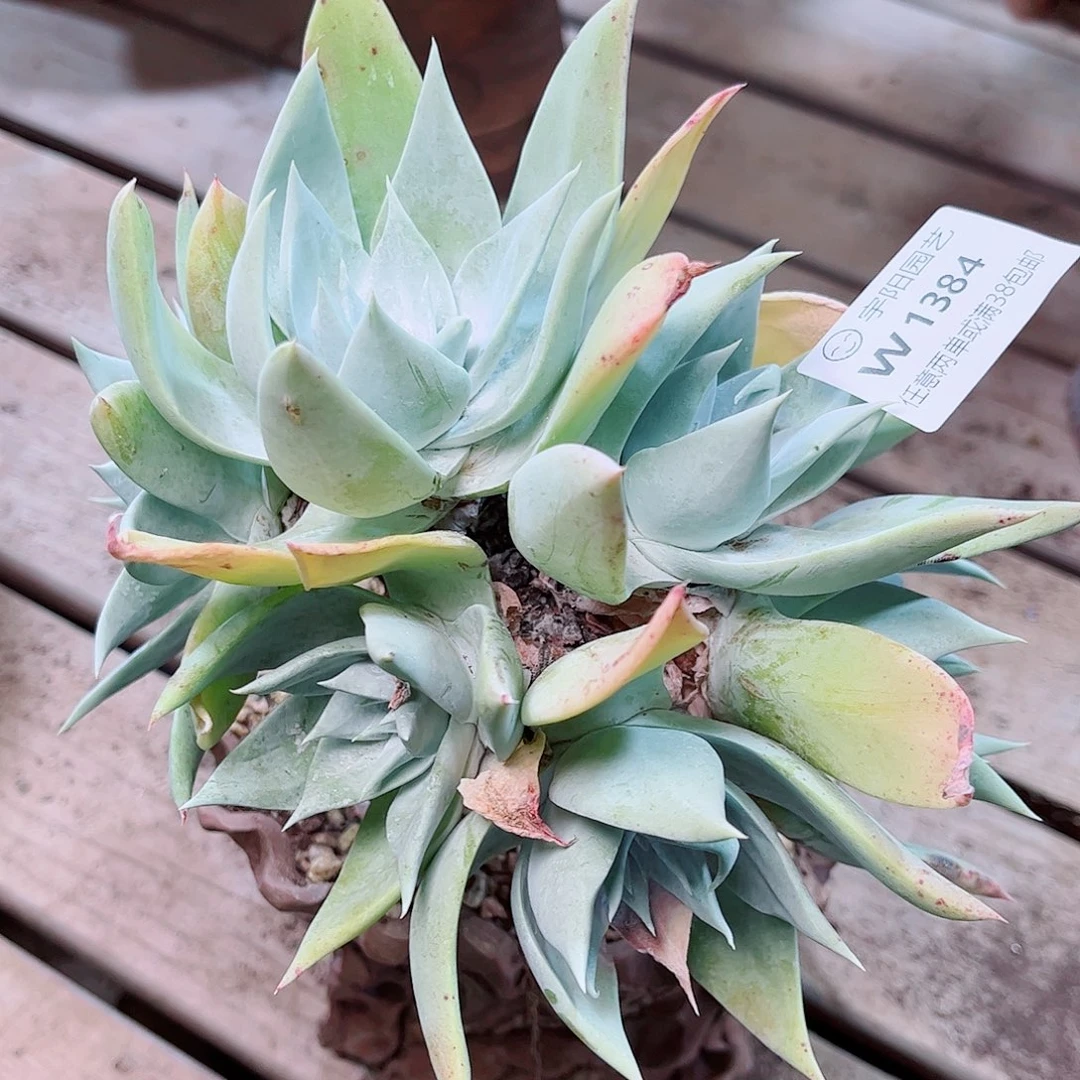 1384刘丹雪山多肉