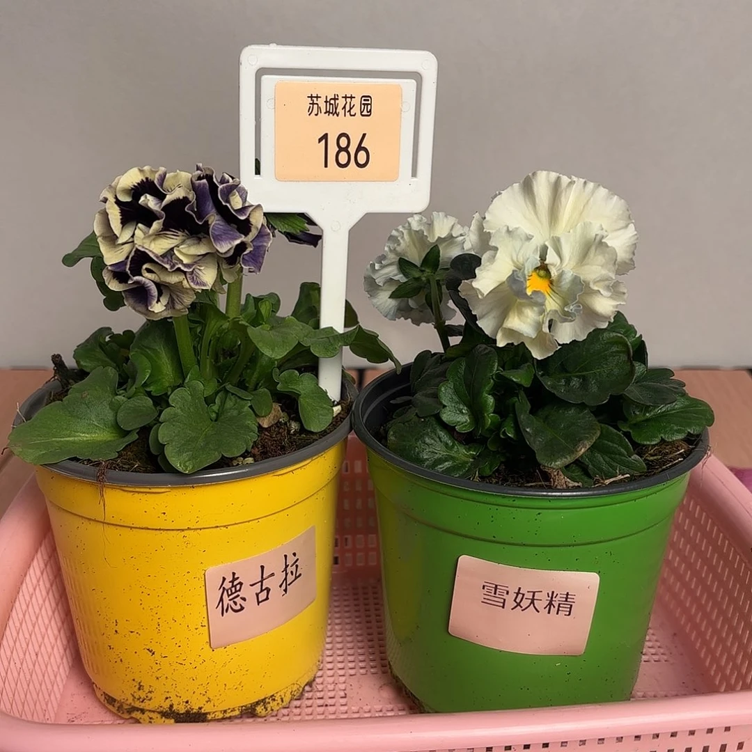 大部分开放少量花苞186