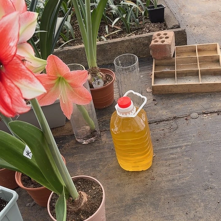 无花朵恩怡自榨花生油5斤