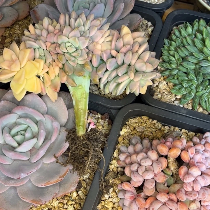 小***苏一物一拍，淡雪锦缀化。