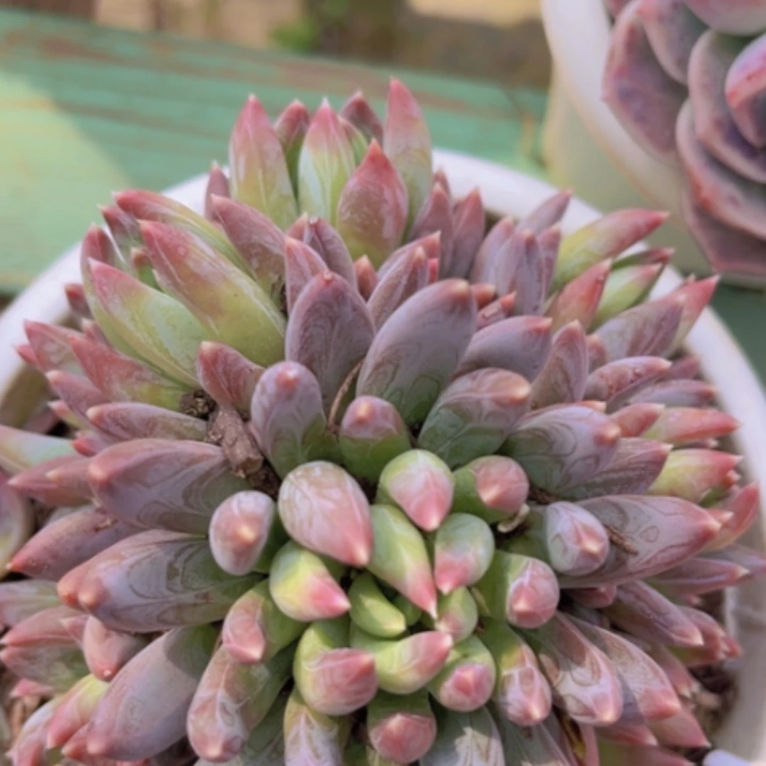 【闪购商品】炫彩星1416