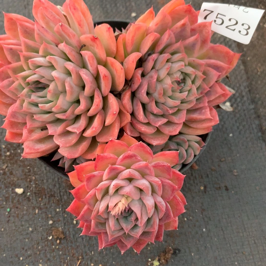 7523杂交多肉植物