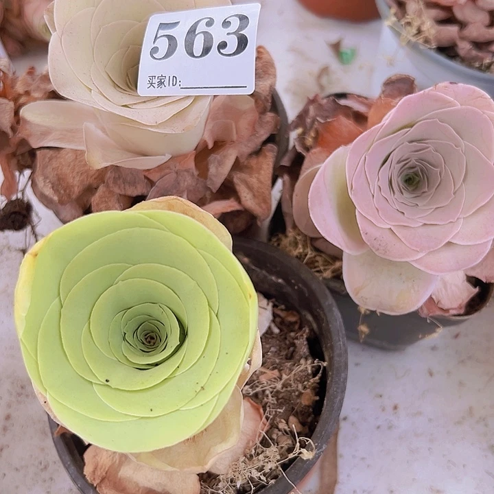 金****563一物一拍3颗玫瑰