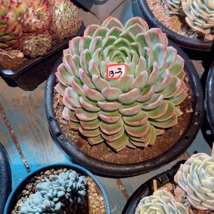 小*精品多肉植物老桩