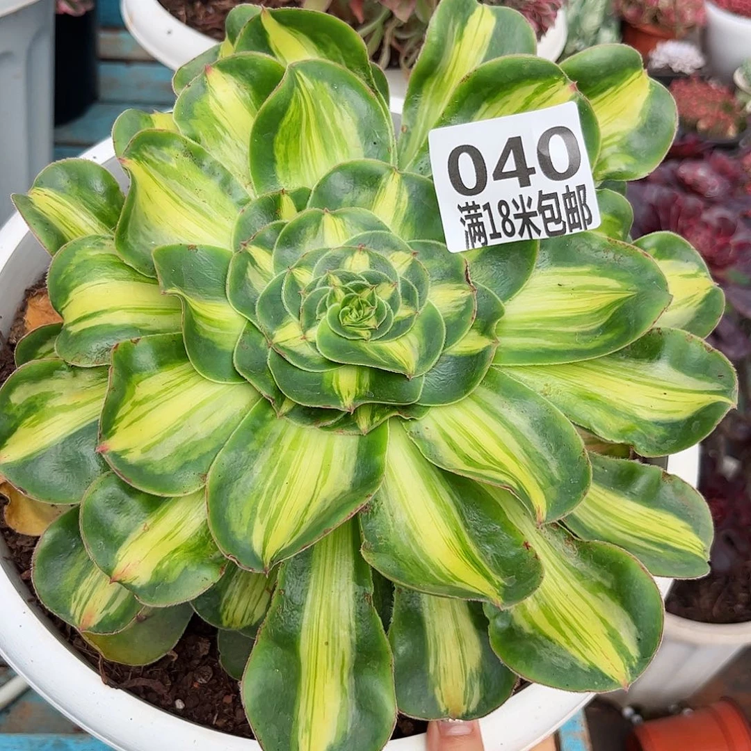 木*040暴君福利发货