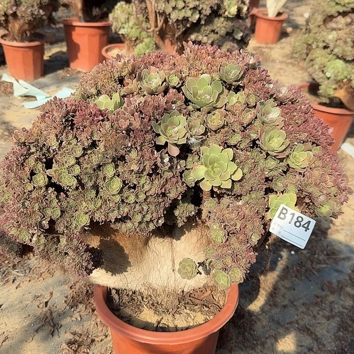 184玫瑰朵朵一颗呀呀
