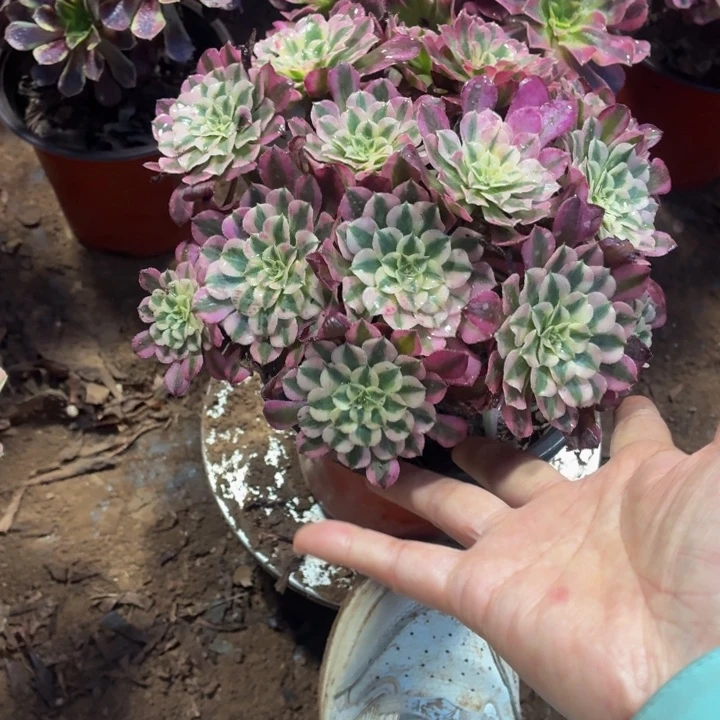 红铜白福利款9.9脱土