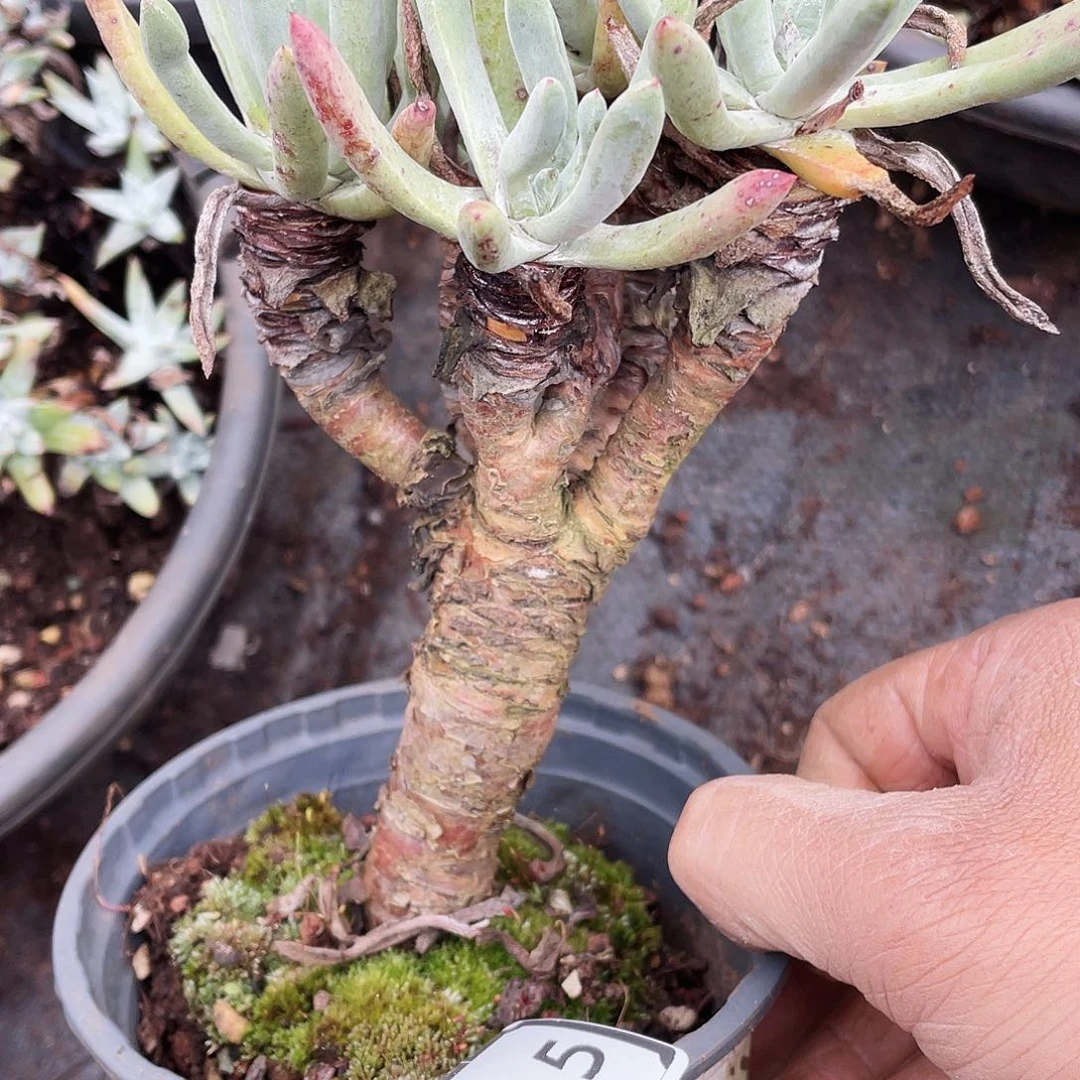 仙女杯多头老桩2215