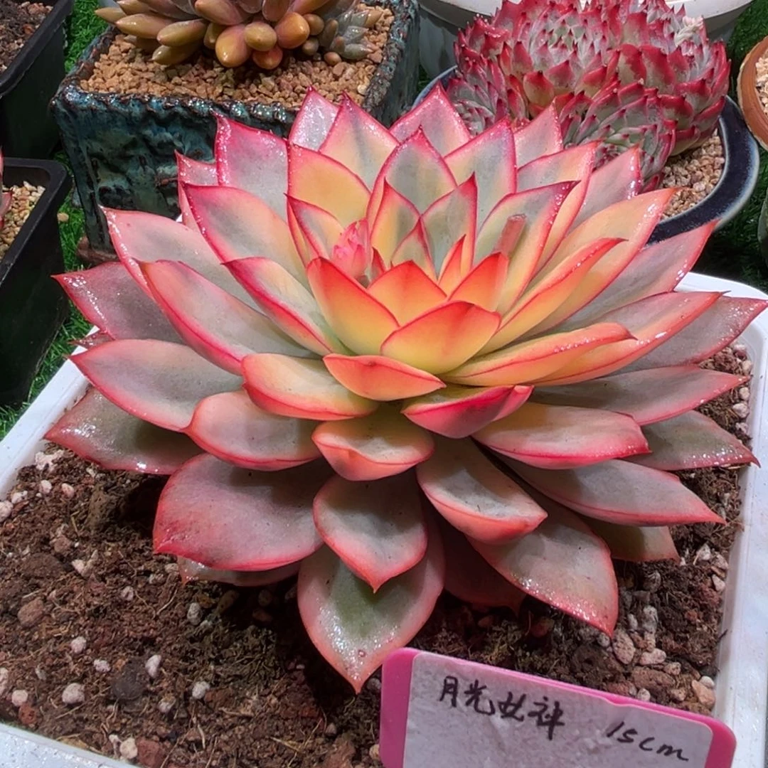 月光女神锦，一物一拍。