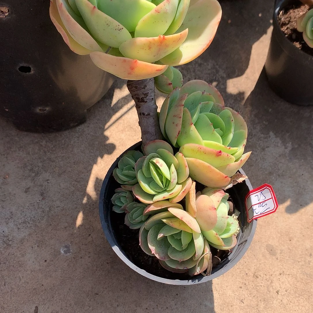 鸡蛋碧桃多肉植物