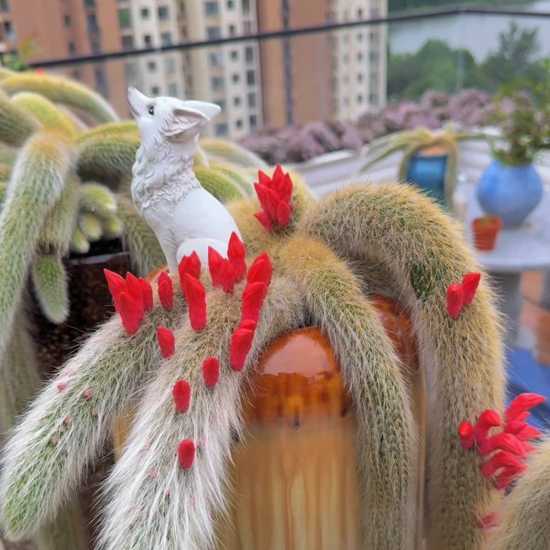 精品九尾狐多头中苗