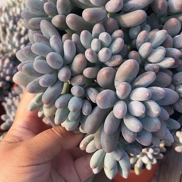 大叶汤圆多肉植物198